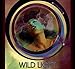 Wild Light - Adult Nights (CD)