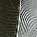 The Ebb And Flow - Here Are Caught (CD)